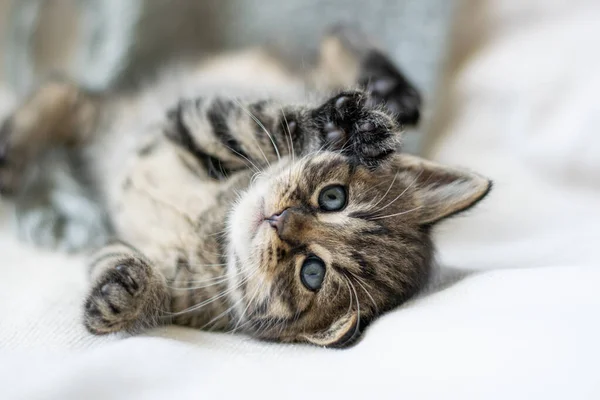 Sırtüstü Uzanmış Kahverengi Kedi Yavrusu Karnını Gösteriyor — Stok fotoğraf