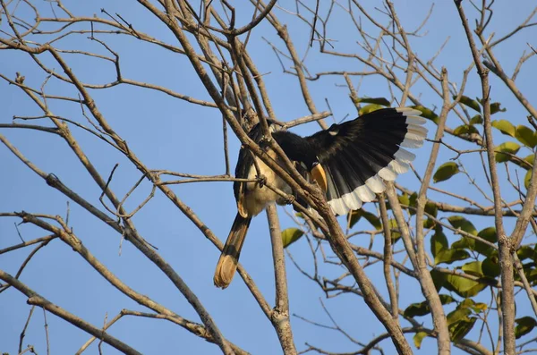 Bonito Oriental Pied Hornbill Koh Chang Ranong Tailândia — Fotografia de Stock