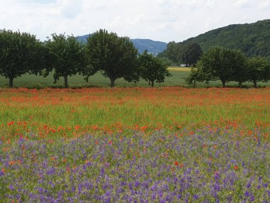 Yaz çiçekleriyle dolu güzel bir çayırın arkasındaki ağaçlar.