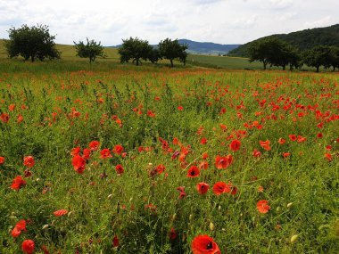 Kırmızı gelincik çiçekleriyle dolu harika çayır