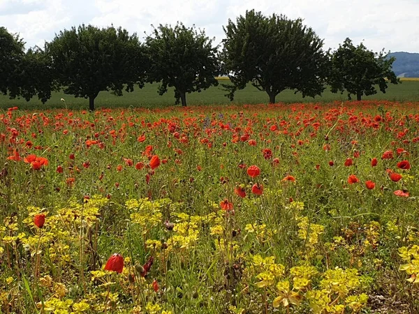 Yaz çiçekleriyle dolu güzel bir çayırın arkasındaki ağaçlar.