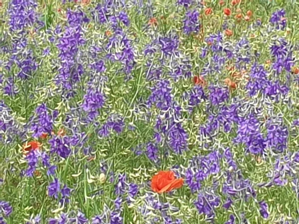 Violetta Och Röda Blommor Biologisk Äng — Stockfoto