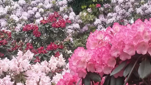 Fantastiska Rhododendron Blommor Botaniska Trädgården Berlin — Stockfoto