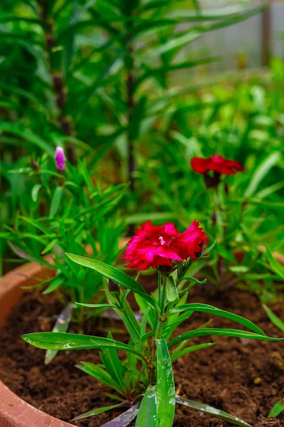 Kırmızı çiçek bir çömlek toprak içinde yetişir. Yeşillikler, yapraklar ve çimenler. Doğanın güzelliği, tomurcuklanmanın mucizesi.