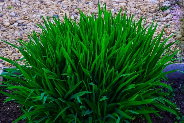 Köydeki bir yatağın üzerinde açık arazide taze yeşil çimenlerin kabarık çalısı - doğal koşullardaki doğanın güzelliği.