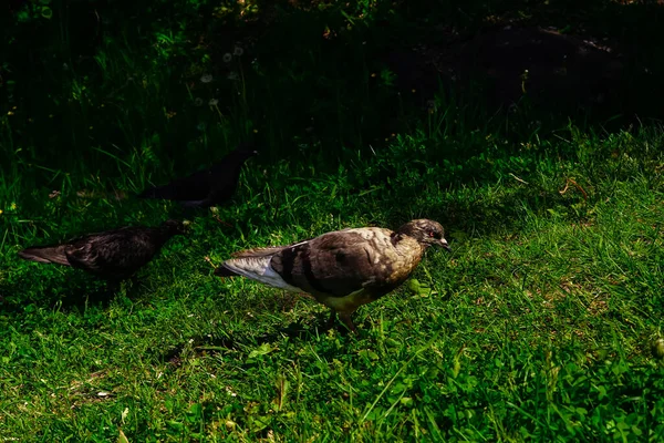 Doğada üç güvercin yeşil çimlerde yürür, beyaz karahindibalar arka planda. Yaz
