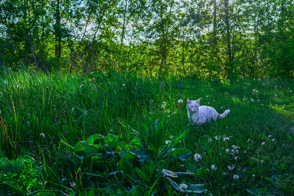 Weiße Katze Läuft Auf Grünem Gras Der Natur Schöne Landschaft — Stockfoto