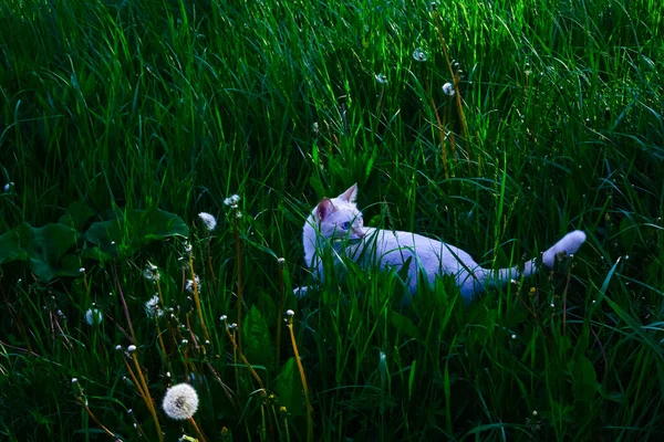 Witte Kat Wandelt Groen Gras Natuur Prachtig Landschap Dier Het — Stockfoto