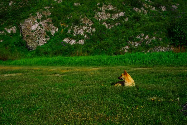 Roter Hund Auf Dem Hintergrund Der Natur Das Uralgebirge Felsen — Stockfoto