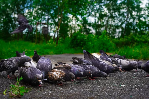 Las Palomas Caminan Por Sendero Asfalto Comen Parque Ciudad Alimentación —  Fotos de Stock