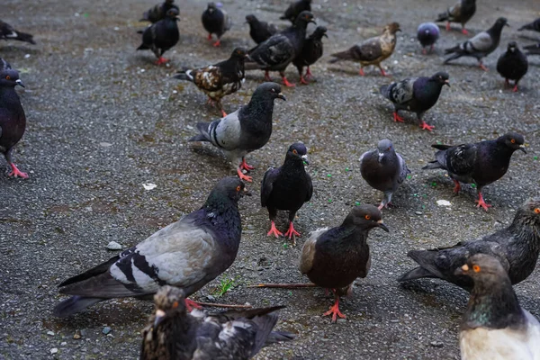 Muchas Aves Palomas Gris Azules Caminan Sobre Asfalto Ciudad —  Fotos de Stock