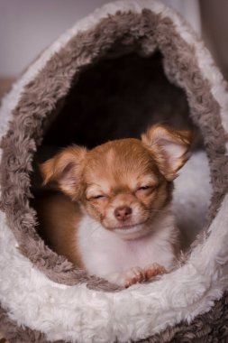 Şirin, evcil memeli, chihuahua köpek yavrusu, yatağında uzanıyor, dinleniyor..