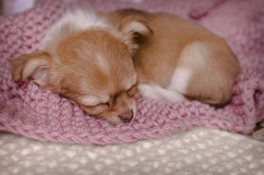 Şirin bir Chihuahua köpek yavrusu pembe beyaz bir battaniyenin üzerinde uyuyor. Yavru hayvan.