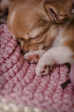 Cute Chihuahua puppy girl sleeping on pink and white crocked blanket. Baby animal. Selective focus. Cose up. clipart