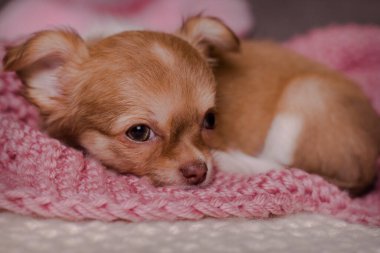 Şirin, evcil memeli, chihuahua köpek yavrusu, yatağında uzanıyor, dinleniyor..