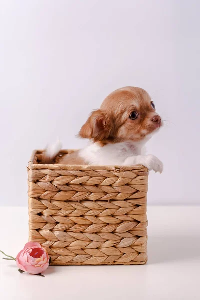 Cachorro Chihuahua Pequeño Sienta Una Canasta Mimbre Sobre Fondo Blanco —  Fotos de Stock