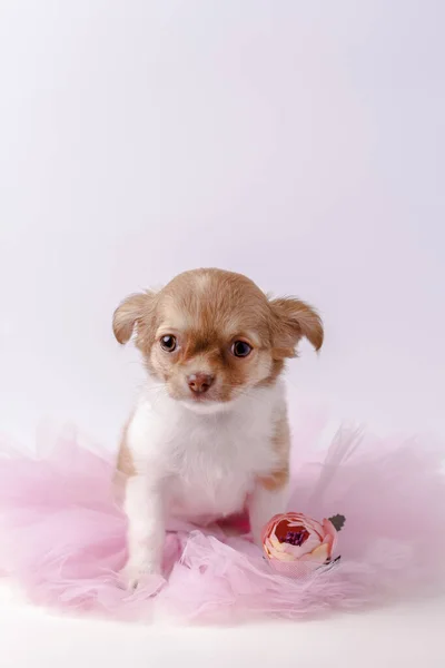 Cute Chihuahua Puppy Girl Tul Skirt Flower White Background Beautiful — Stock Photo, Image