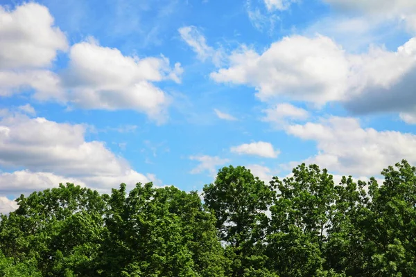 Mavi gökyüzüne karşı ağaçlar