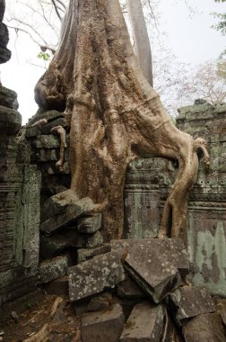 Çöken Ta Phrom antik Hindu tapınağı üzerinde büyüyen ipek-pamuk kökleri, Angkor Wat Unesco parkı, Siem Reap, Kamboçya 'daki Tomb Raider filmi seti