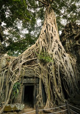 Çöken Ta Phrom antik Hindu tapınağı üzerinde büyüyen ipek-pamuk kökleri, Angkor Wat Unesco parkı, Siem Reap, Kamboçya 'daki Tomb Raider filmi seti