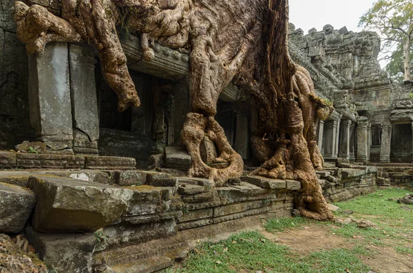 Raízes Seda Algodão Crescendo Sobre Colapso Antigo Templo Hindu Preah — Fotografia de Stock