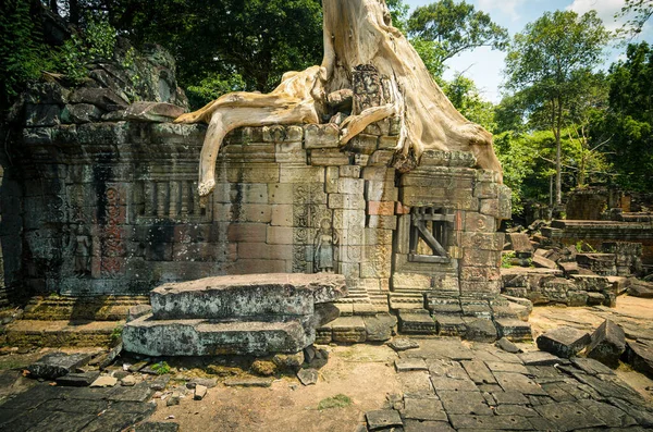 Raízes Seda Algodão Crescendo Sobre Colapso Antigo Templo Hindu Preah — Fotografia de Stock