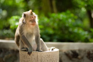 Endonezya 'nın Bali kentindeki kutsal Ubud Ormanı' nın balina Hindu tapınakları arasında uzun kuyruklu maymun özgürce dolaşıyor..