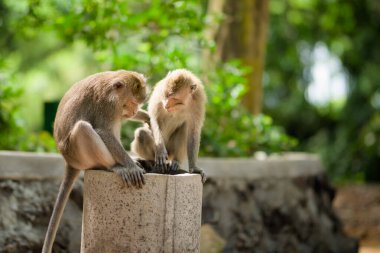 İki yetişkin erkek uzun kuyruklu maymun Ubud Kutsal Ormanı, Bali, Endonezya 'da bir boruyu teftiş ediyor..