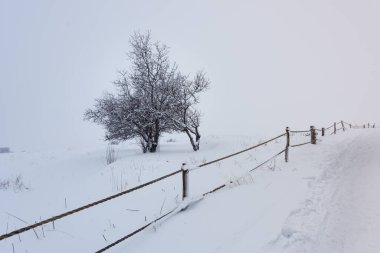 Ölü bir yalnız ağaç, Lübnan 'ın Tannourine Sedir rezervindeki kar tarlasının etrafındaki ahşap çitle kaplı kış manzarasında karla kaplıdır..