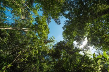 Ağaç yaprakları ve palmiye ağaçları tarafından çerçevelenmiş, tropikal bir ortamda, beyaz kopya alanı ile mavi gökyüzünün alt görüntüsü