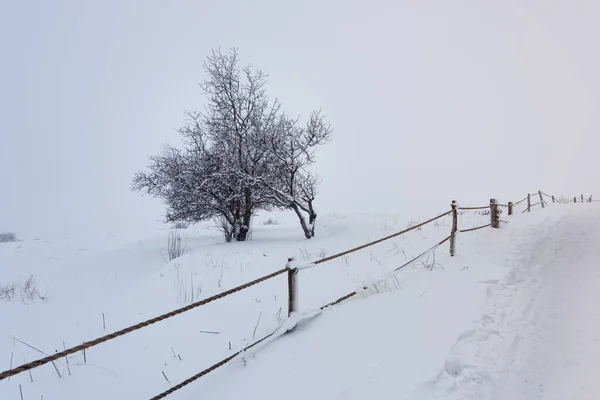 Albero Solitario Morto Coperto Nevicate Paesaggio Invernale Con Una Recinzione — Foto Stock