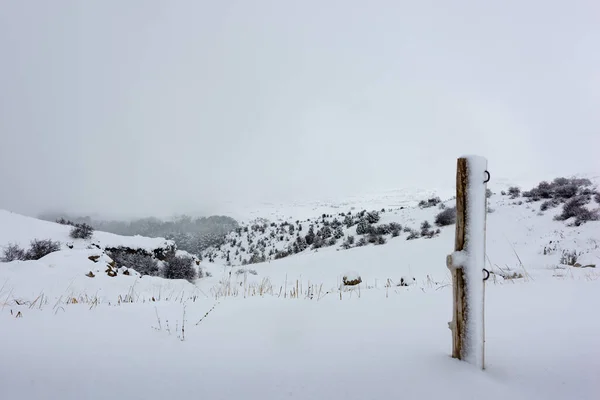 Albero Solitario Morto Coperto Nevicate Paesaggio Invernale Con Una Recinzione — Foto Stock