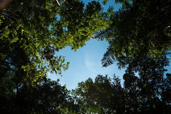 Взгляд Снизу Вверх Голубое Небо Окруженное Листьями Деревьев Пальмами Уютной — стоковое фото