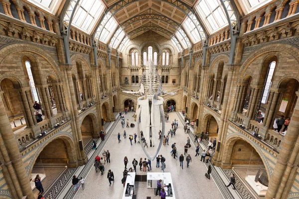 Лондон Великобритания Сен 2017 Отреставрированном Зале Хиндхолл Музея Естественной Истории — стоковое фото