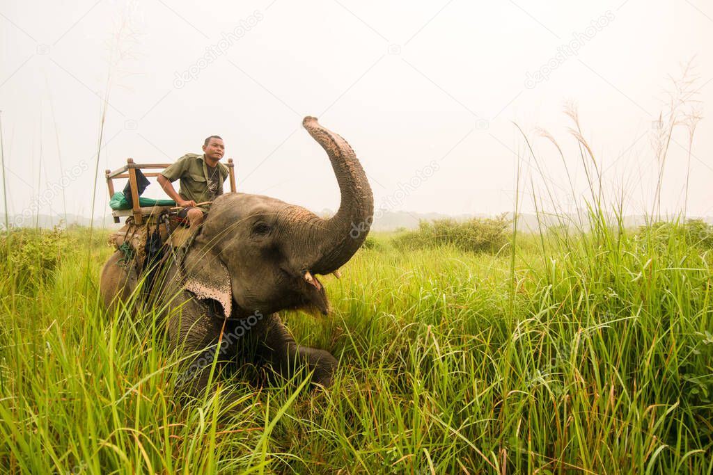 Chitwan, Nepal - 10 Sep 2015: A mahout makes his elephant crouch and salute in  in Chitwan National Park, Nepal.. Elephant safaris are the only safe option to get close to the one-horned rhinoceros