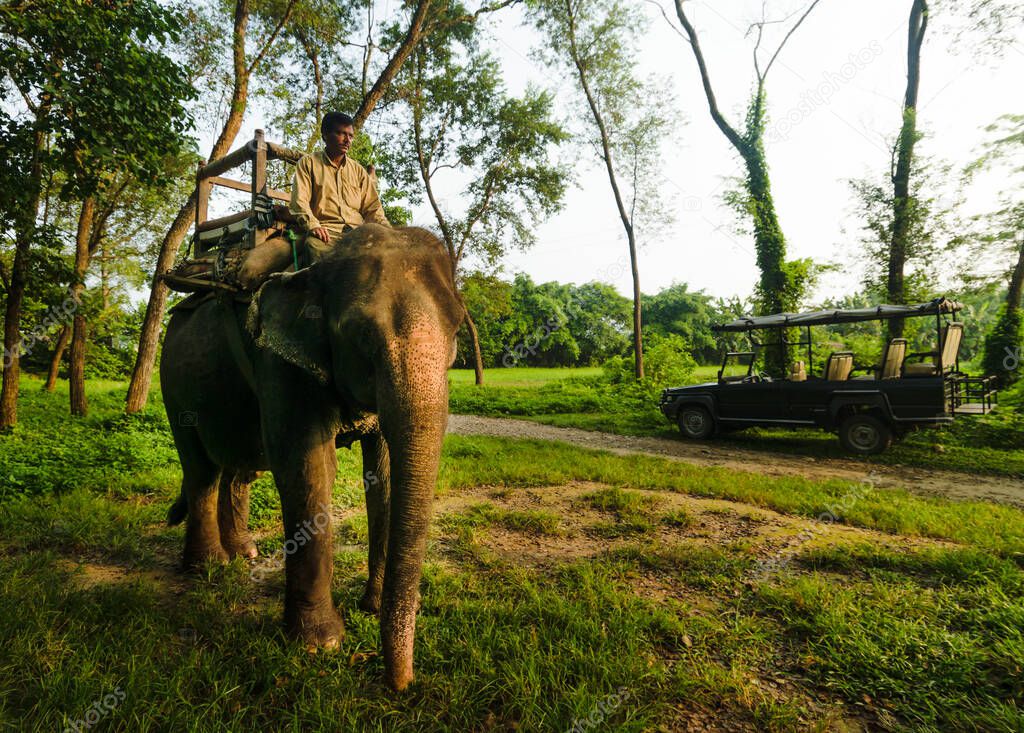 Chitwan, Nepal - 11 Sep 2015: A mahout rider and his domesticated elephant prepare for an early morning rhinoceros safari in the national reserve of Chitwan, Nepal