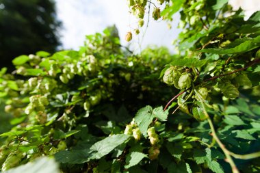 Londra, İngiltere 'deki bir vahşi yaşam bahçesinde iki vahşi kozalak asılı duruyor. Bira fabrikasında bira içmek için su sıçanları kullanılır..