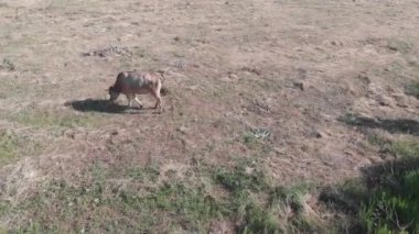 İnekler vadide otluyor.