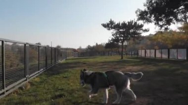 Parkta oynayan iri yarı ve çoban köpeği.