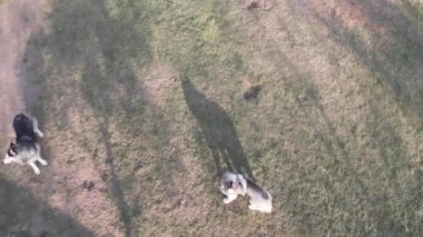 Parkta oynayan iri köpekler.