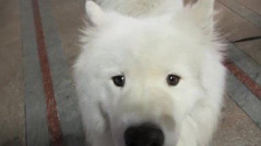 Avrupa meydanında güzel bir köpek