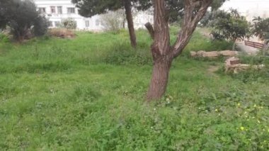 Malta Valletta bahçesindeki güzel ağaçlar