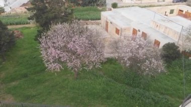 Malta Valletta bahçesindeki güzel ağaçlar