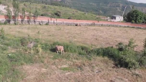 Αγελάδες Βόσκησης Στην Κοιλάδα — Αρχείο Βίντεο