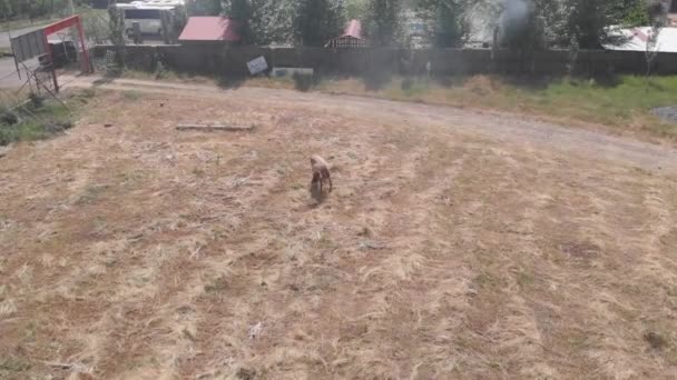 Vaches broutant dans la vallée