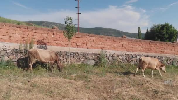Αγελάδες Βόσκησης Στην Κοιλάδα — Αρχείο Βίντεο