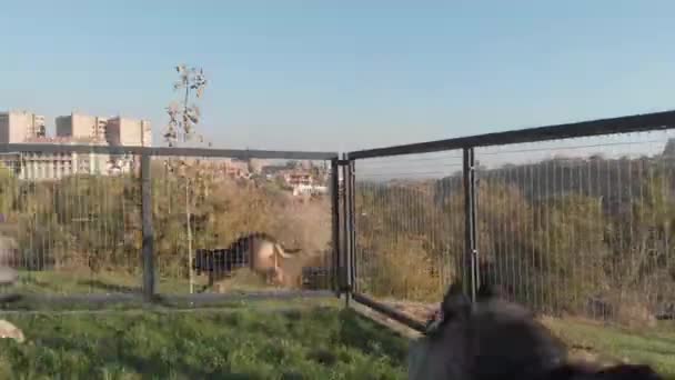 Husky Shepherd Dogs Playing Park — Stock Video