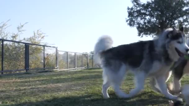 Parkta Oynayan Iri Yarı Çoban Köpekleri — Stok video