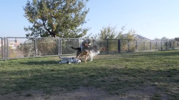 Husky Und Schäferhunde Spielen Park — Stockvideo