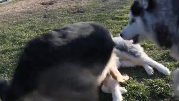 Хаски Пастушьи Собаки Играют Парке — стоковое видео